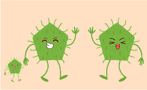 Bifidobacterium lactis BS01