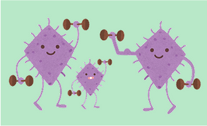 Bifidobacterium lactis B420