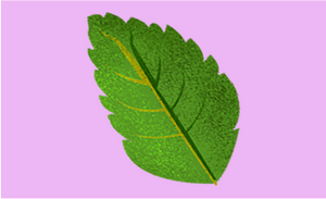 Peppermint Oil